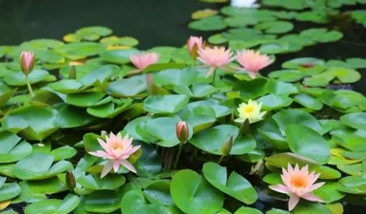 睡蓮分株 睡蓮分株