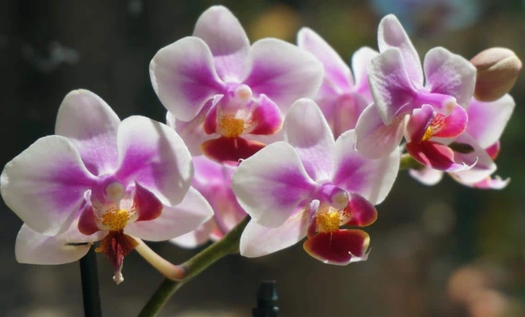 蘭花樹皮發霉處理