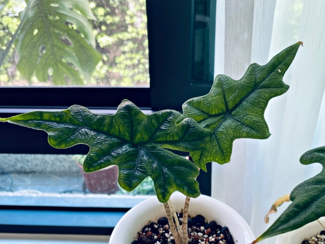傑克林垂頭症狀 傑克林垂頭症狀