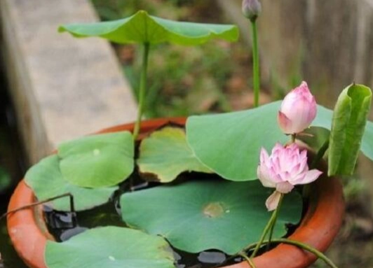 碗蓮 種植方法 碗蓮 種植方法