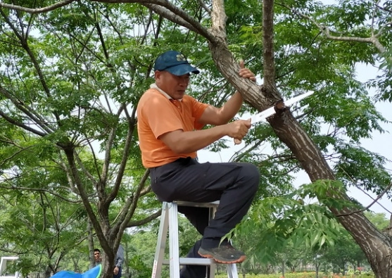 園藝修剪方法