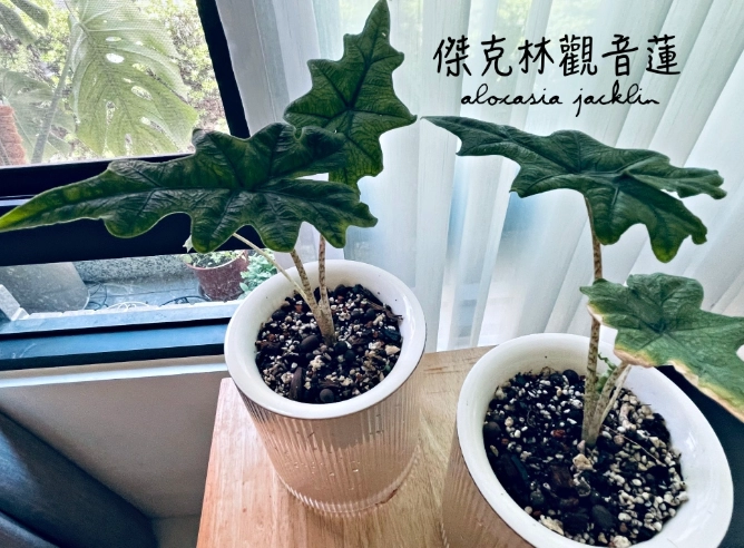 傑克林垂頭治療 傑克林垂頭治療