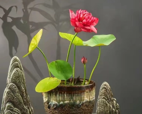 碗蓮水培方法