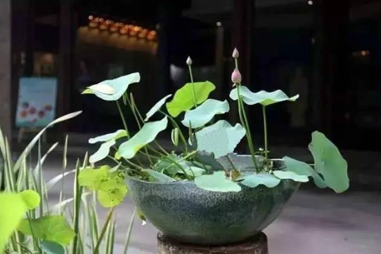 碗蓮養護方法 碗蓮養護方法