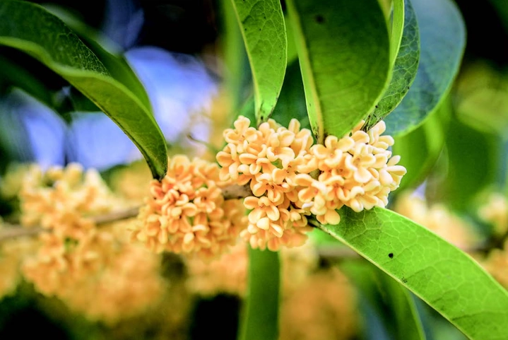 桂花栽培方法