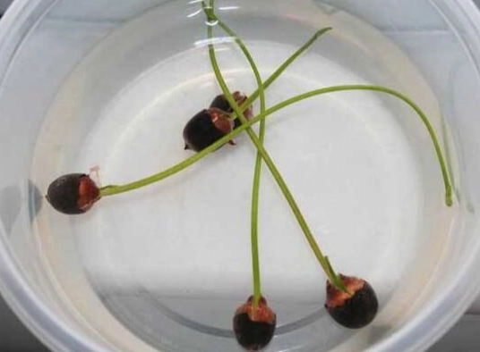 水培碗蓮技巧