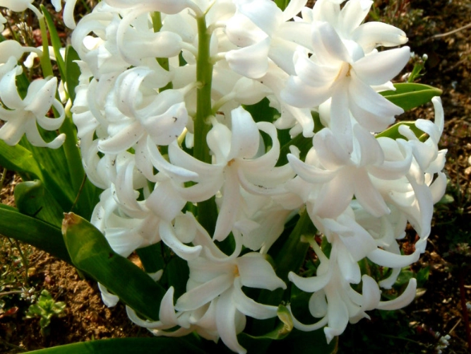 風信子花期
