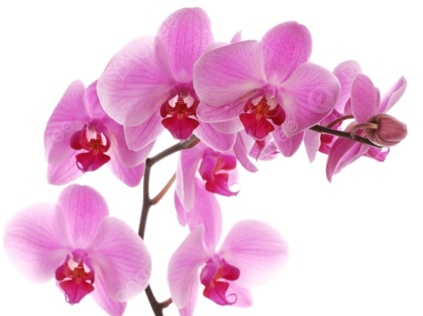 蘭花酸鹼平衡 蘭花酸鹼平衡