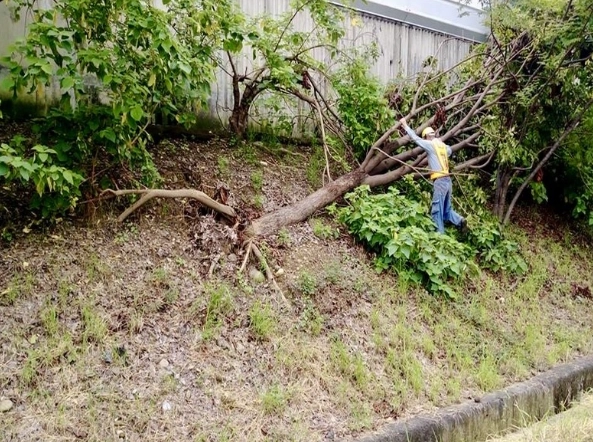園藝修剪方法