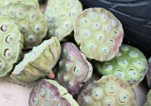碗蓮種子種植 碗蓮種子種植