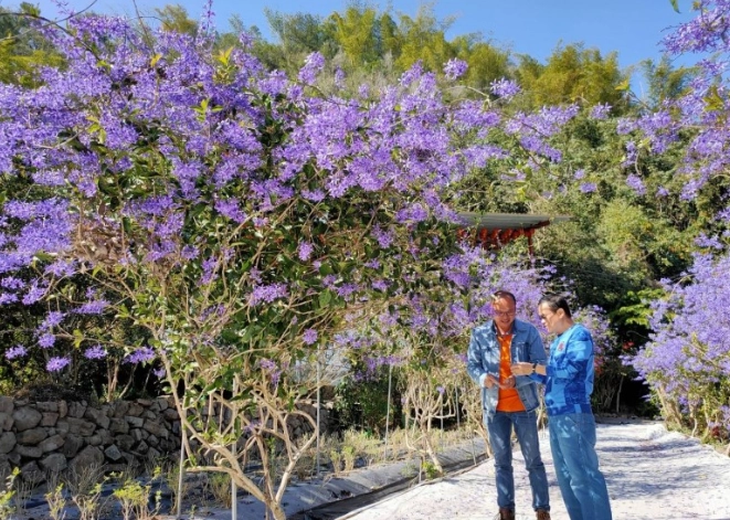 錫葉藤栽培方法