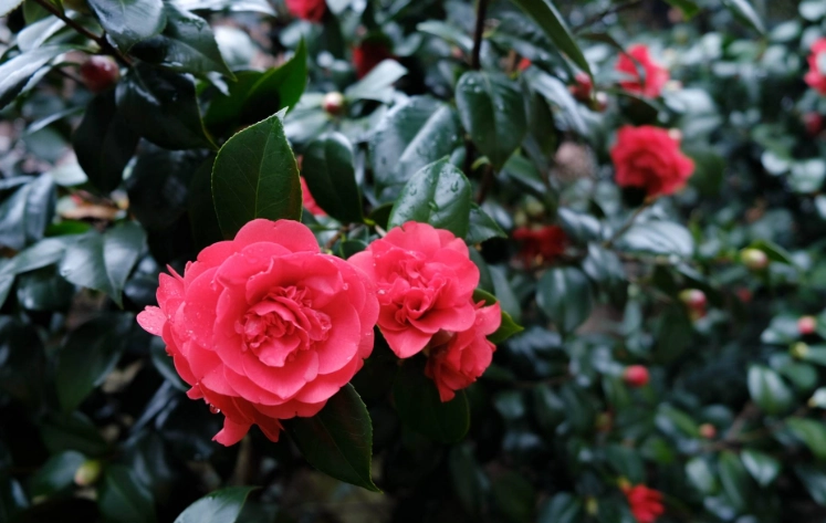 茶花種子發芽方法 茶花種子發芽方法