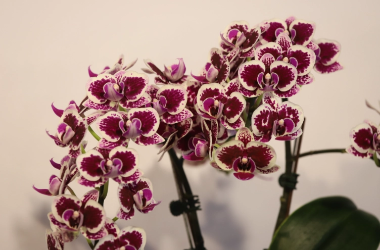 蘭花換盆時機 蘭花換盆時機