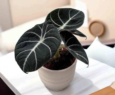 觀音蓮開花條件