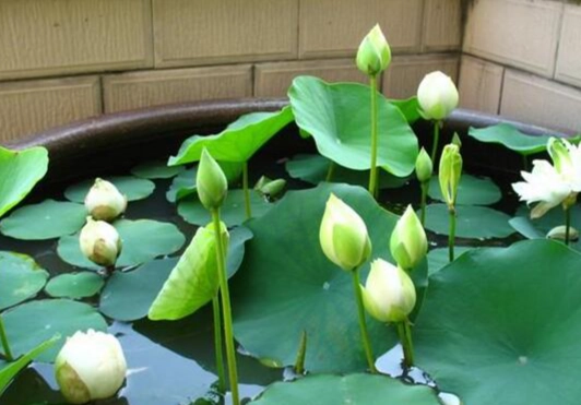 小型水生植物 小型水生植物
