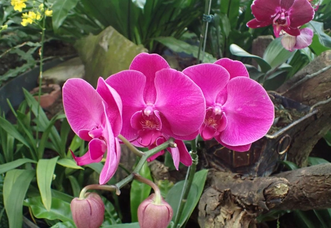 蘭花上板教學 蘭花上板教學