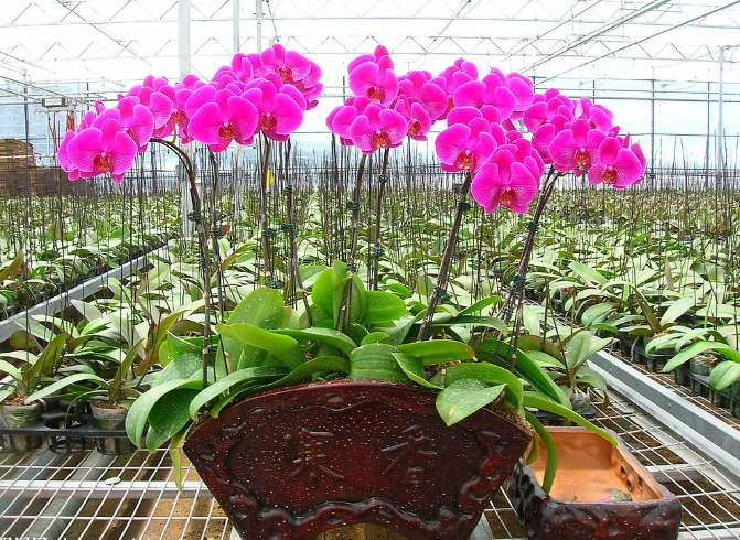 蝴蝶蘭板植技巧 蝴蝶蘭板植技巧