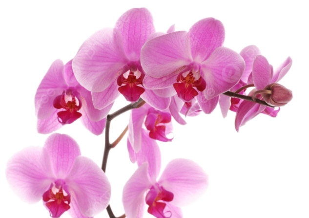兰花施肥时机