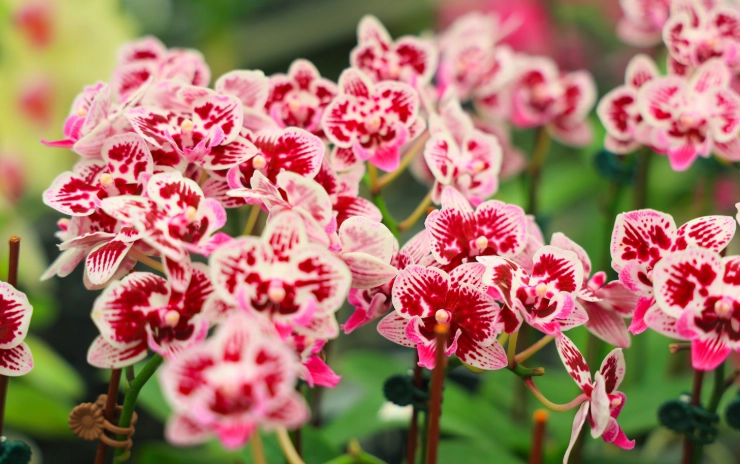 兰花开花施肥