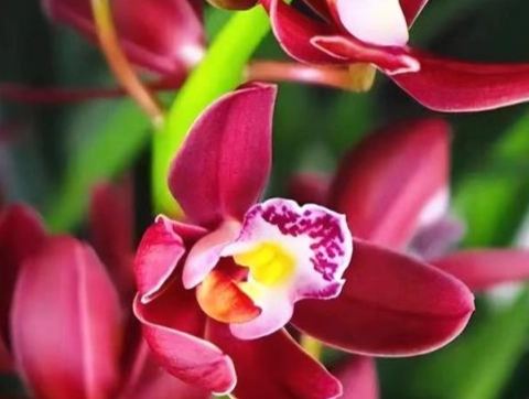 開花蘭花澆水方法 開花蘭花澆水方法