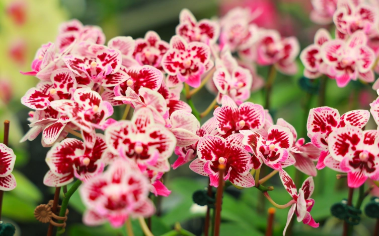 蘭花澻水時間 蘭花澻水時間